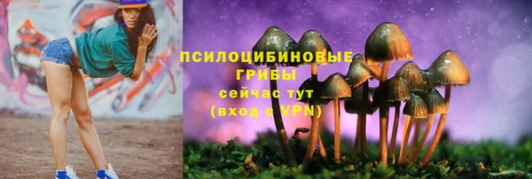 хмурый Аркадак
